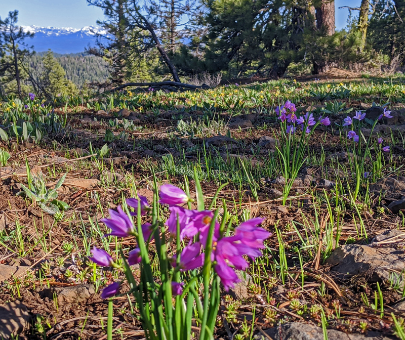 wildflowers, trees, mountains