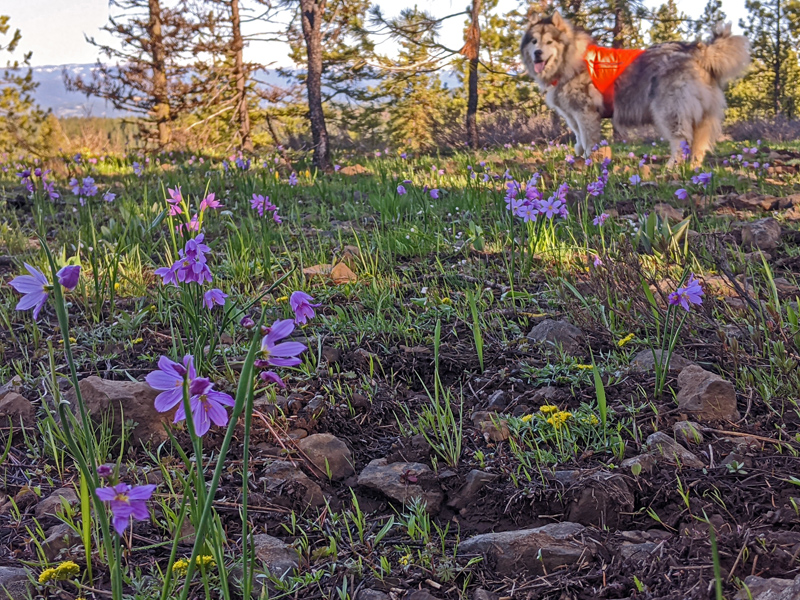 wildflowers, dog