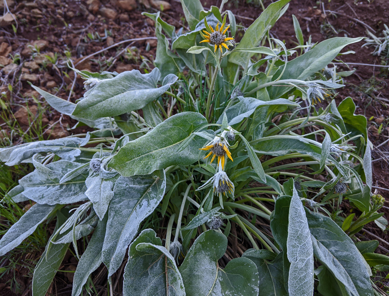 frost on wildflowers