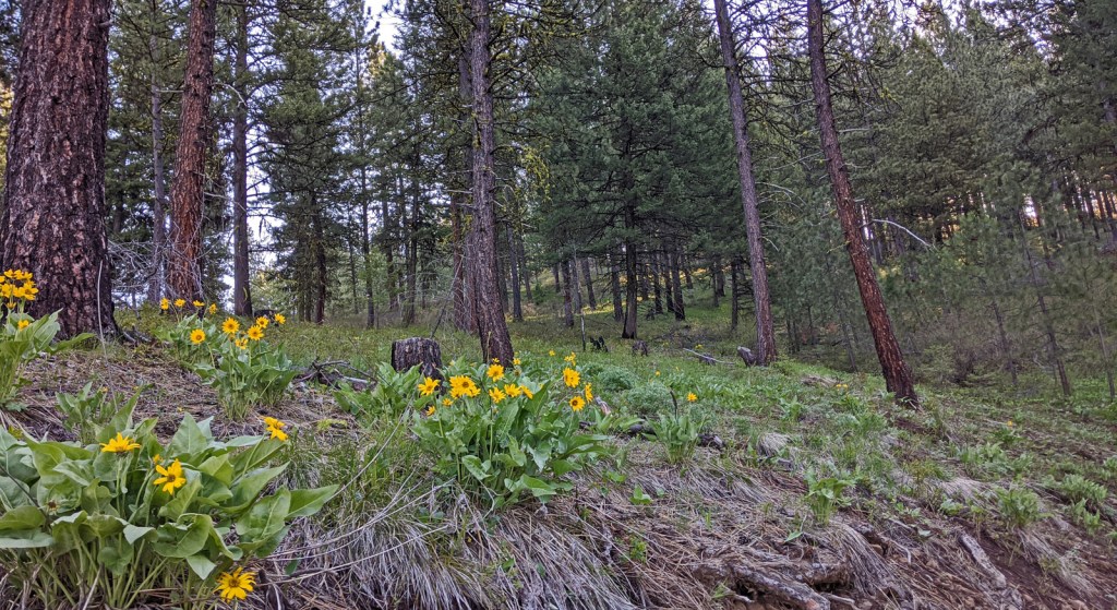 trees, sunflowers