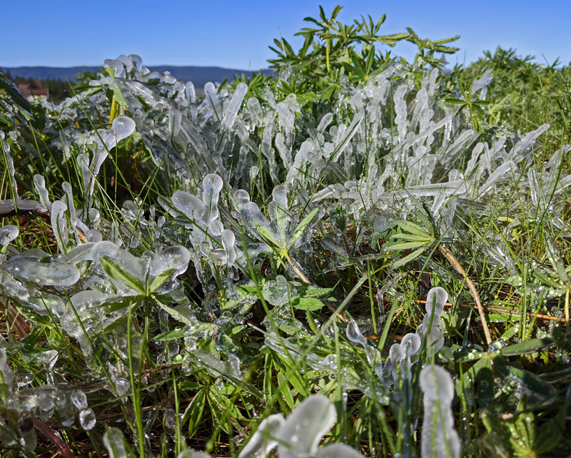 ice-covered wildflowers