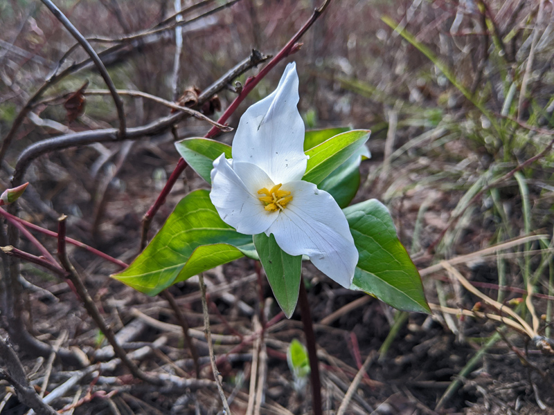 trillium, wildflower