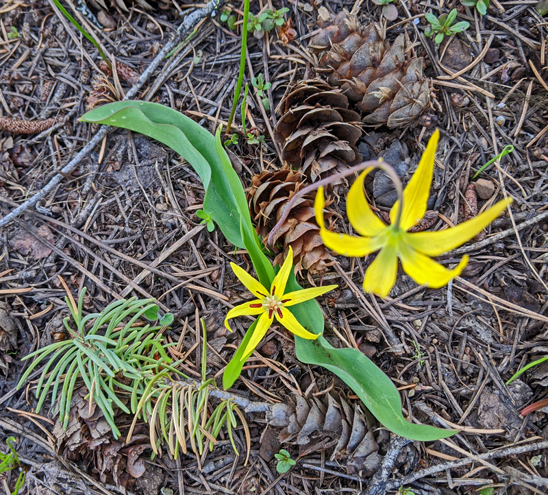 avalanche lilies