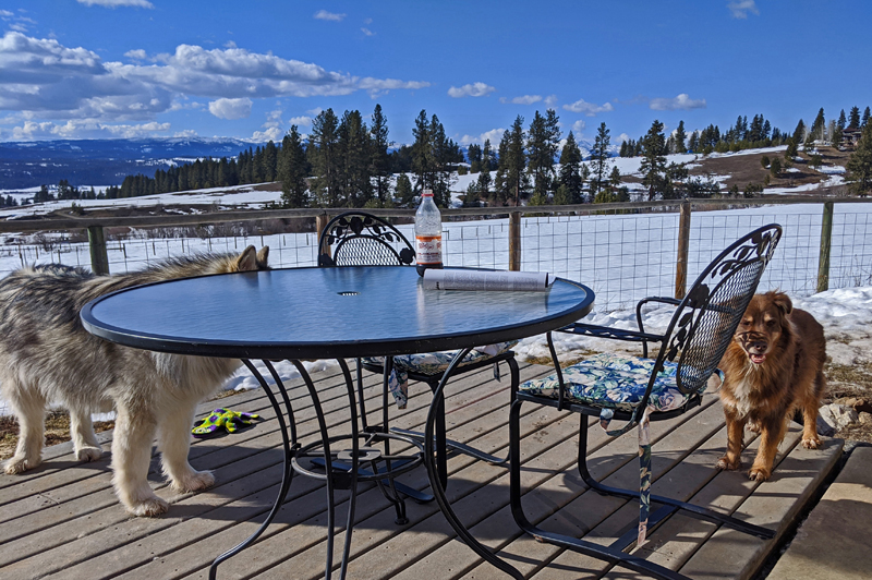 deck, dogs, snow