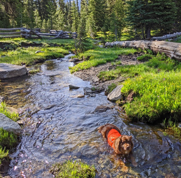 dog, stream, fence, trees