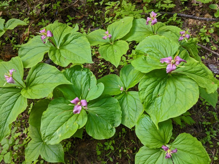 trillium