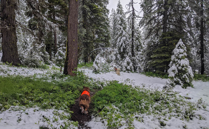 trees, snow, dogs