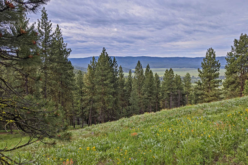 forest, wildflowers