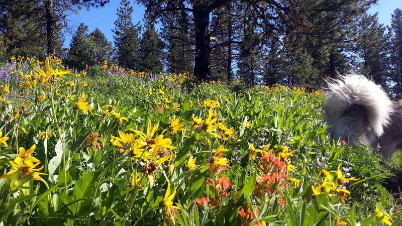 dog tail, wildflowers