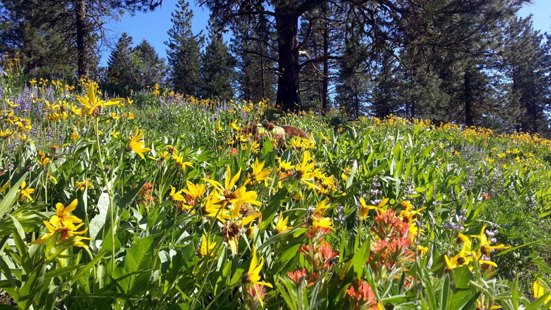 dog in wildflowers