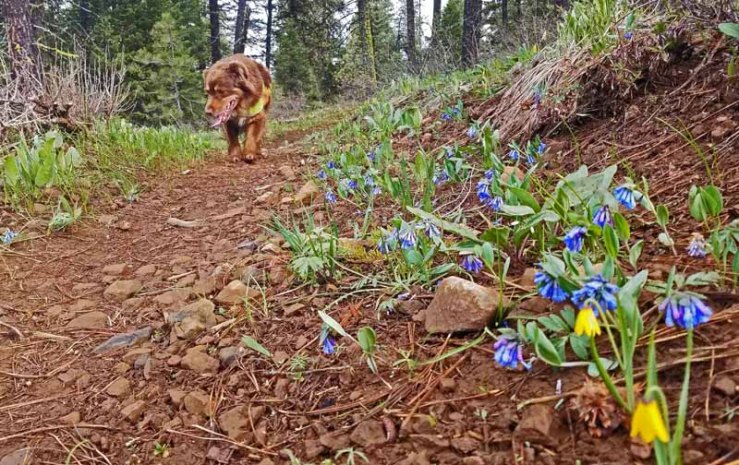 trail, wildflowers, dog