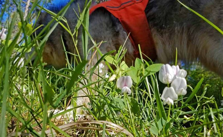 wildflower and dog