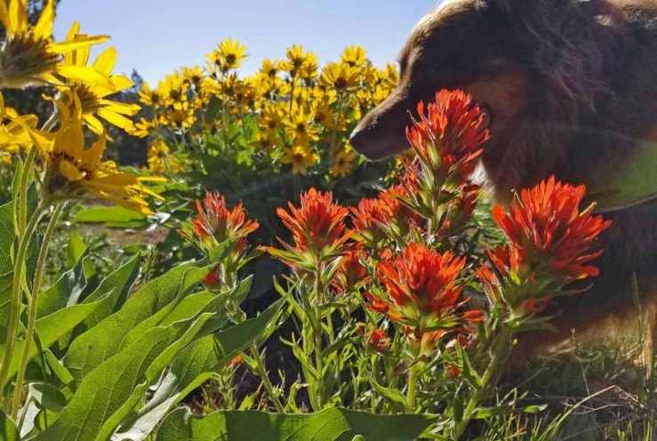 dog, wildflowers