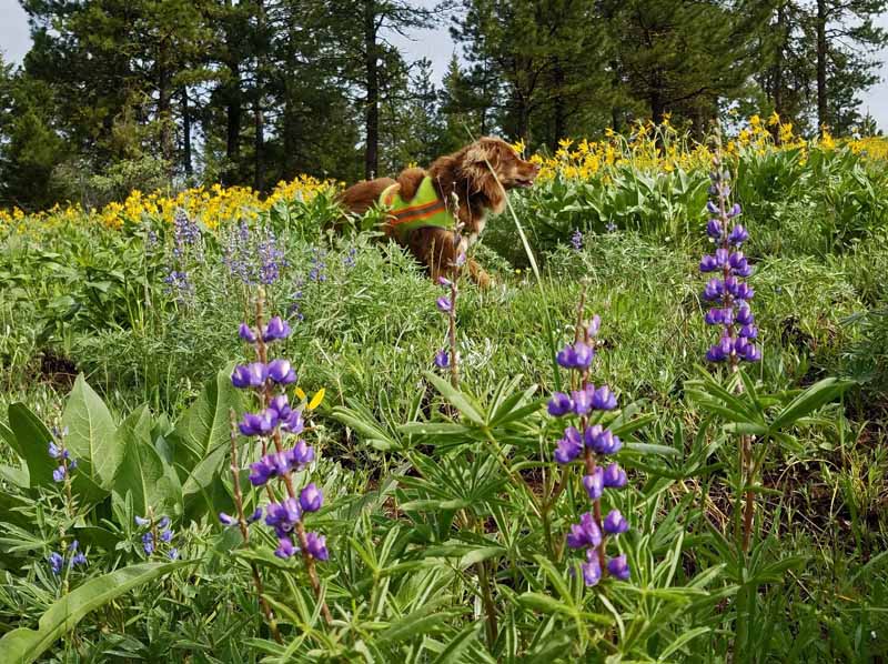 lupine, dog