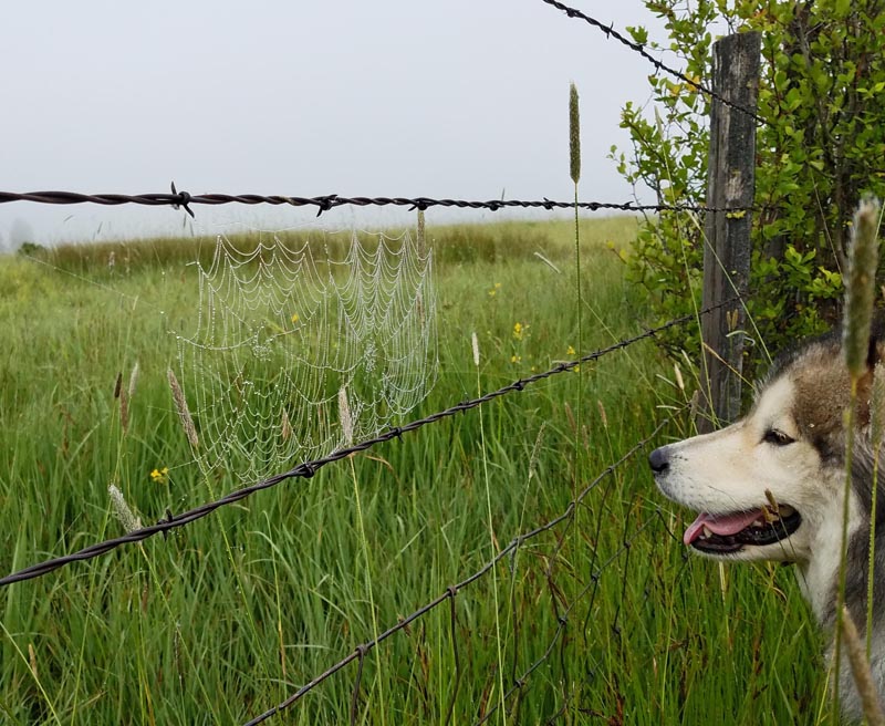fence, spider web, dog