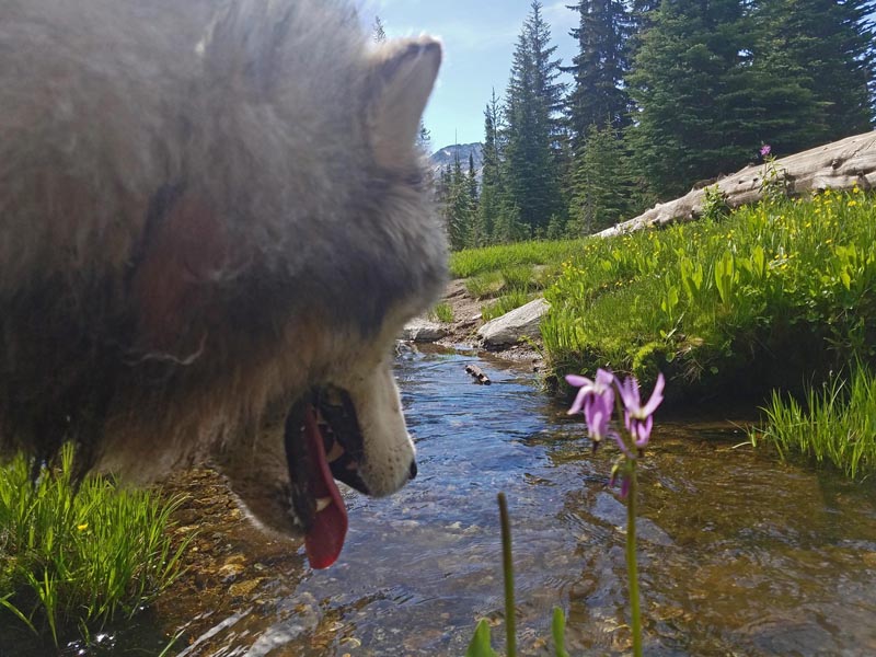 dog, flower, stream