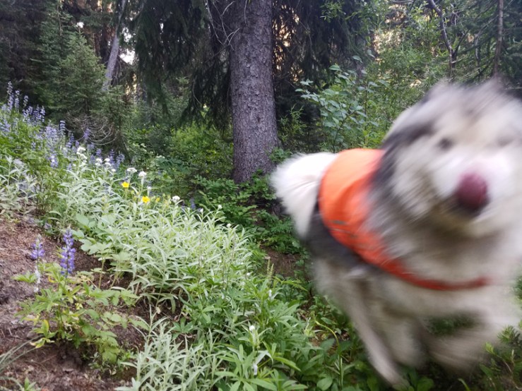wildflowers, trees, dog