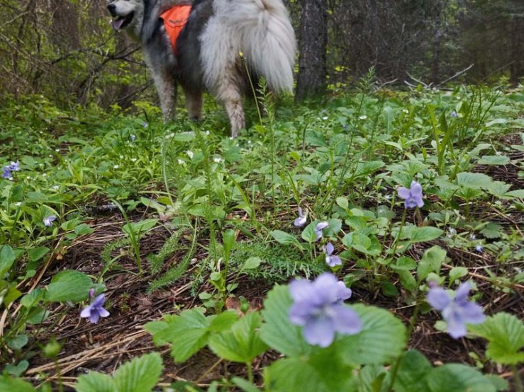 wildflowers, dog