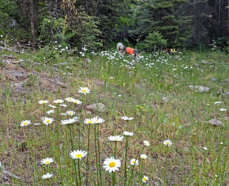 wildflowers, dogs