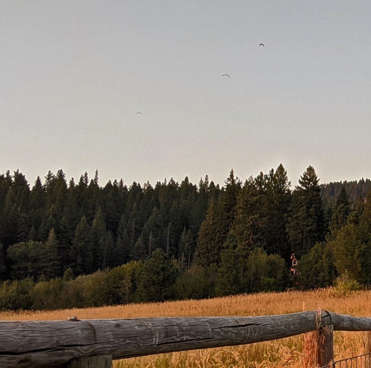 ravens flying, forest, fence