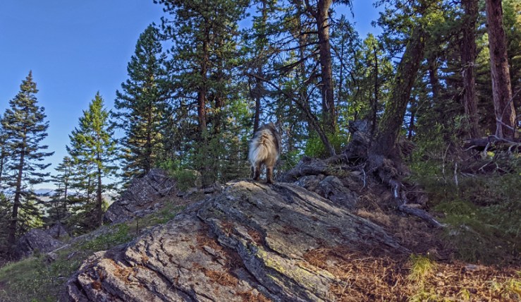 dog, boulder, trees