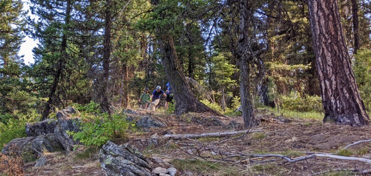 forest, mountain bikers