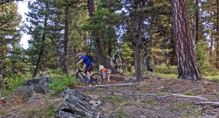 forest, mountain bikers, dog