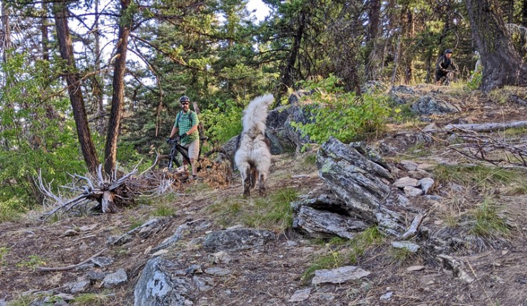 dog, mountain biker, forest