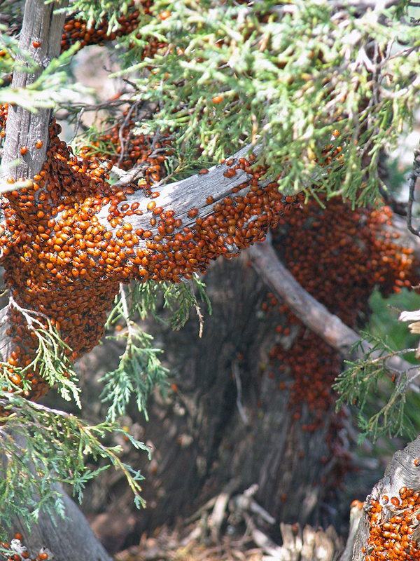 swarm of ladybugs