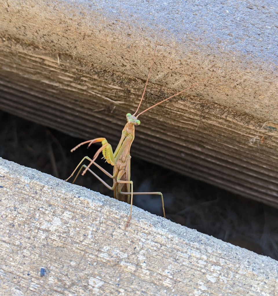 praying mantis