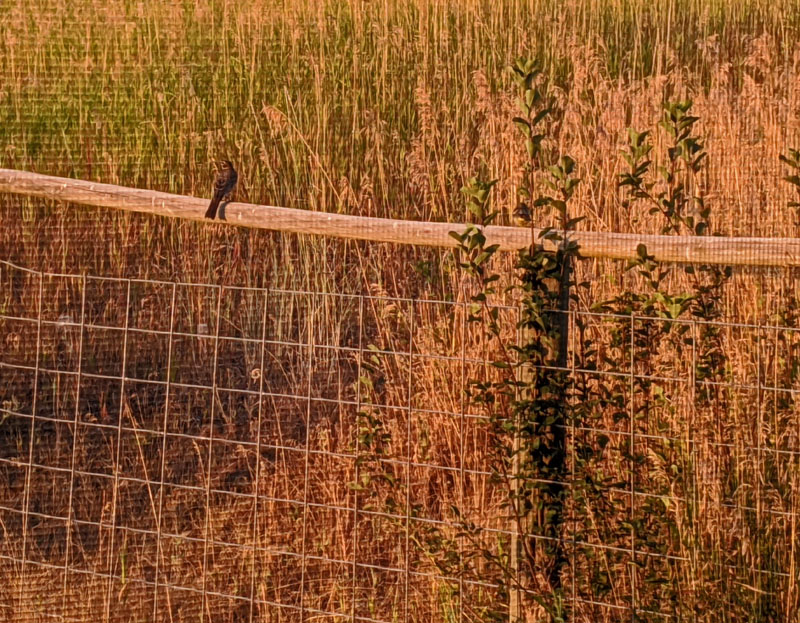 bird on fence