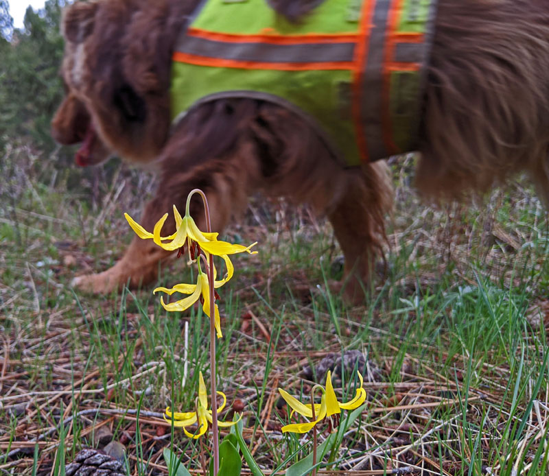 avalanche lilies, dog