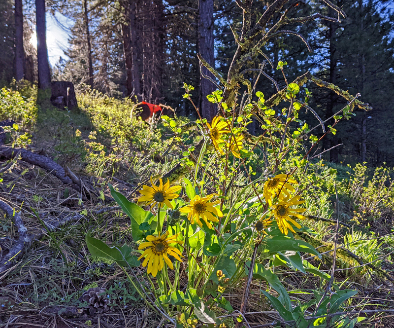 sunflowers, trees, dog