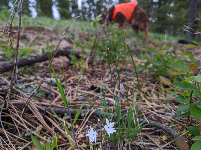 wildflowers, dog