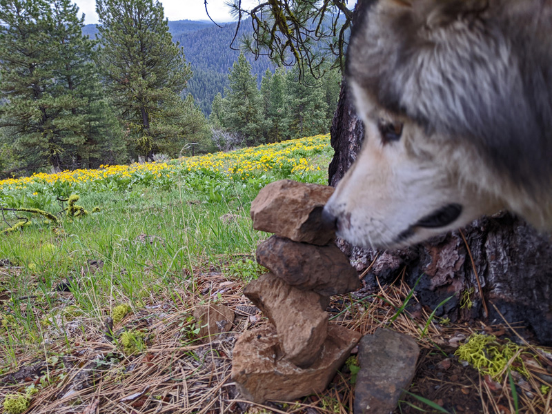 cairn, dog, wildflowers