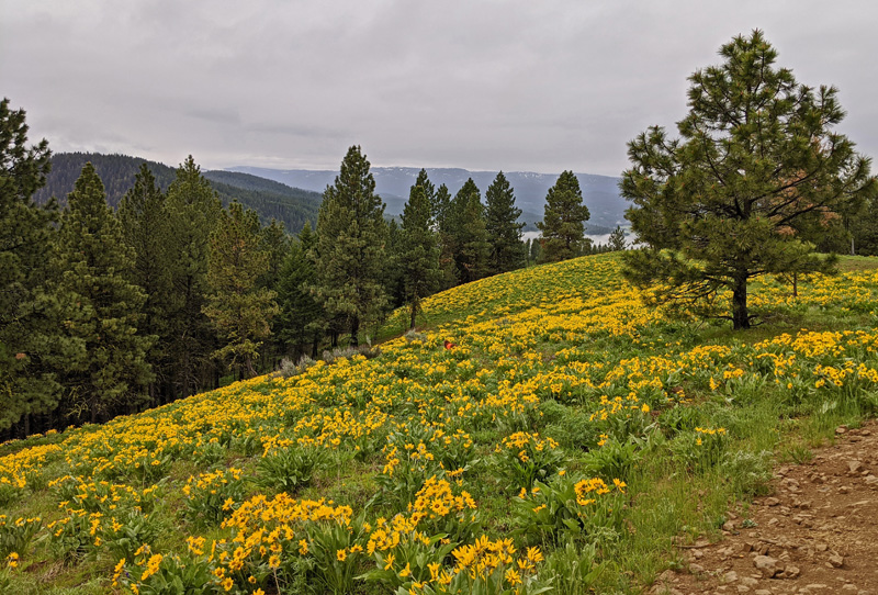 wildflowers, trees