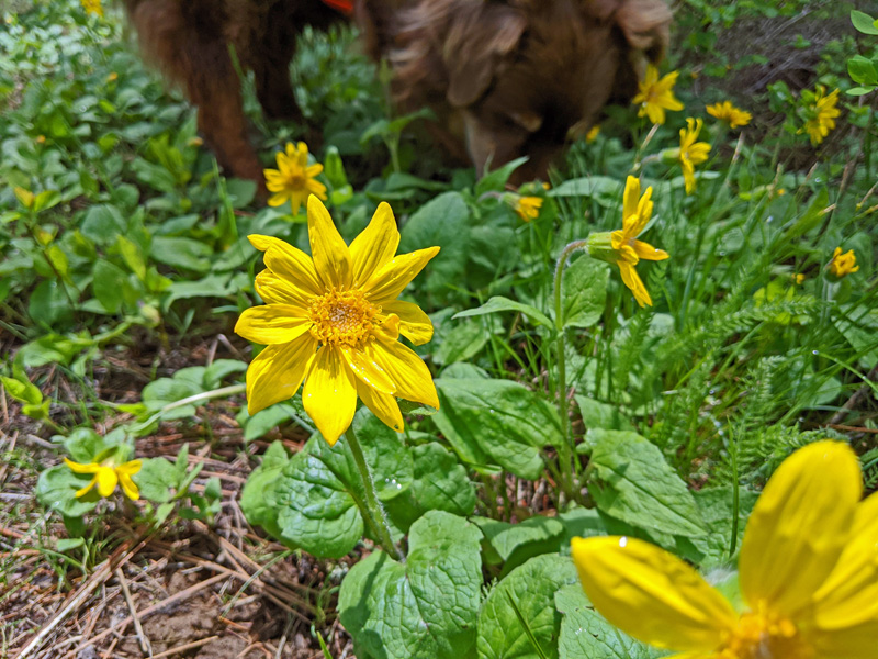 heartleaf arnica, dog