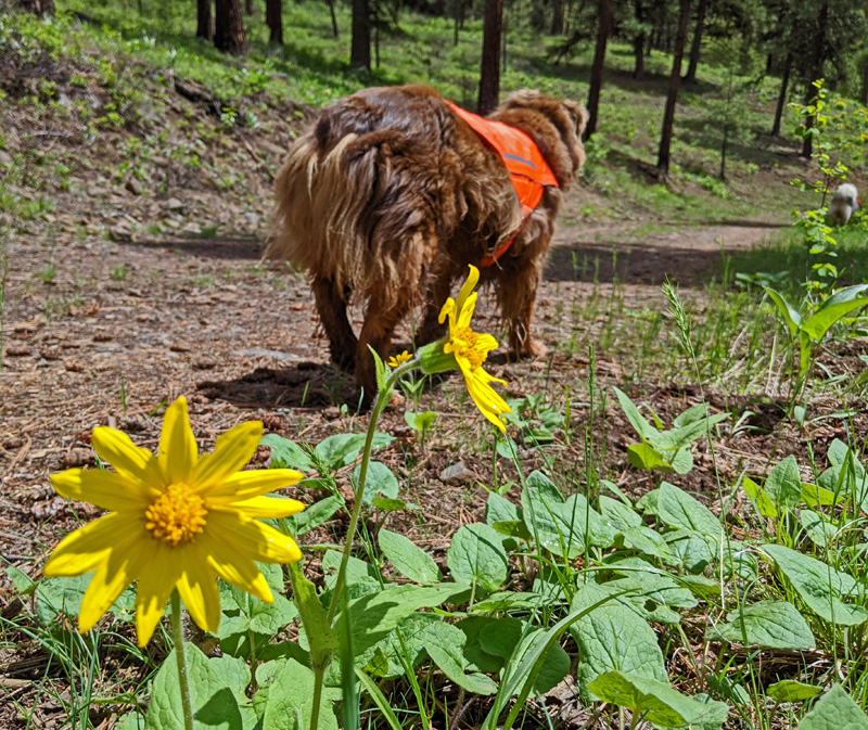 wildflowers, dogs