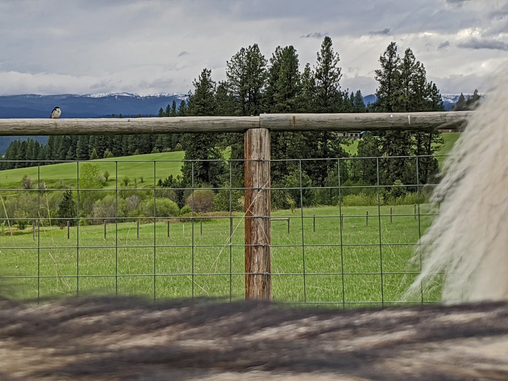 bird, fence, dog