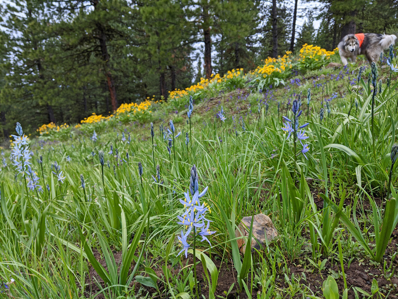 camas, sunflowers, dog