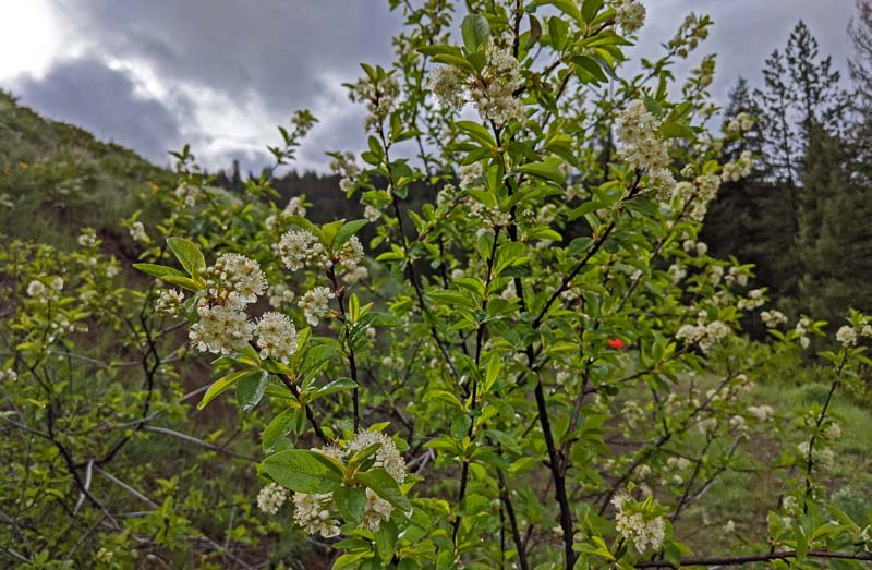 flowering shrub