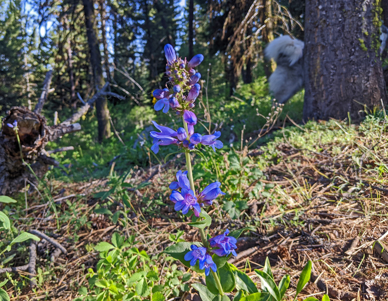penstemon, tree, dog