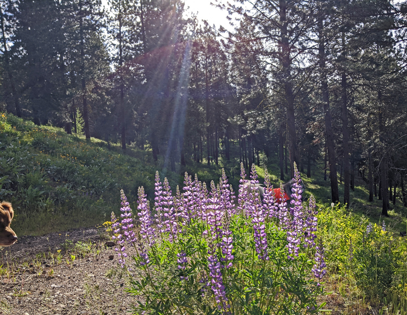 lupine, dogs