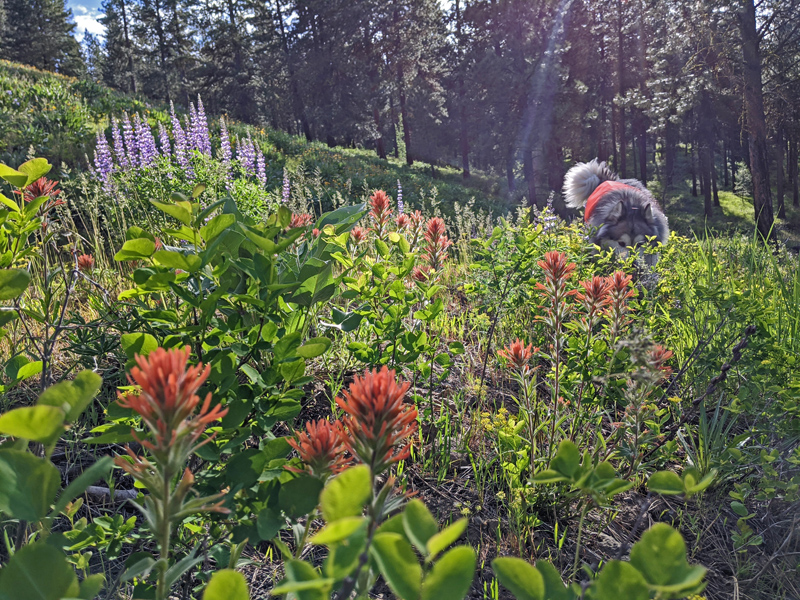 Indian paintbrush, lupine, dog