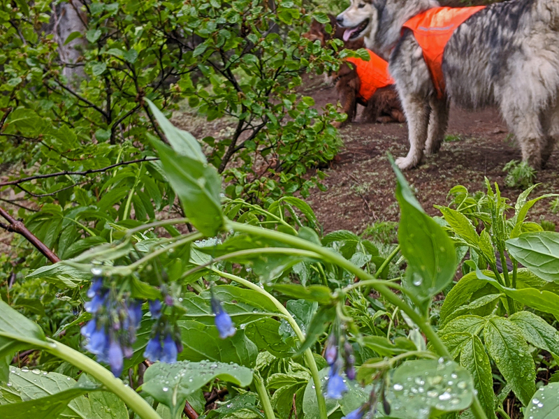 dogs, bluebells