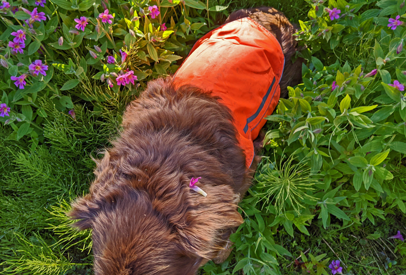 dog in monkeyflowers