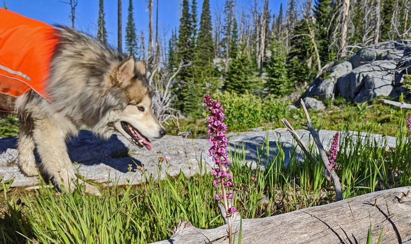 dog, rocks, flowers