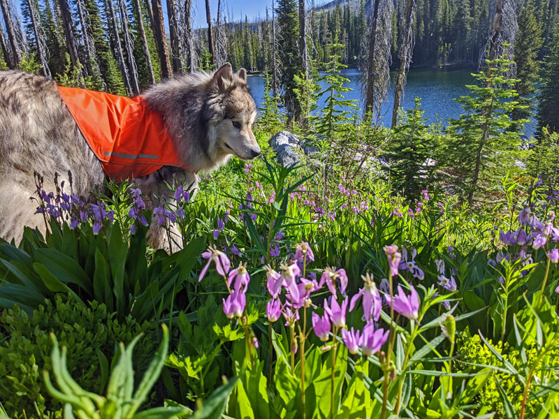 shooting stars, dog, lake