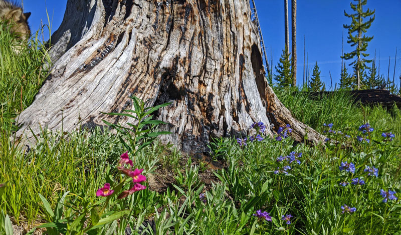 tree trunk wildflowers, dog