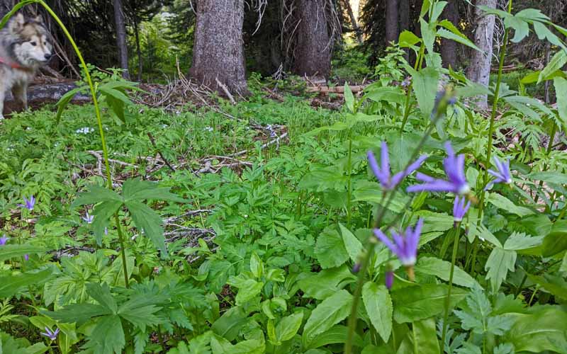 dog, trees, shooting stars